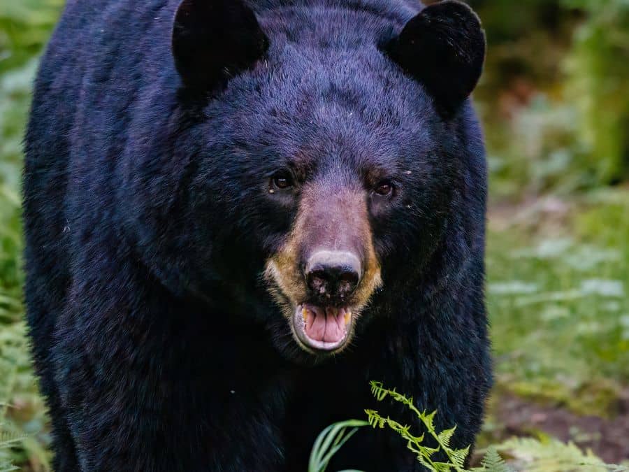 Common Wildlife in the Blue Ridge Mountains-Black Bears