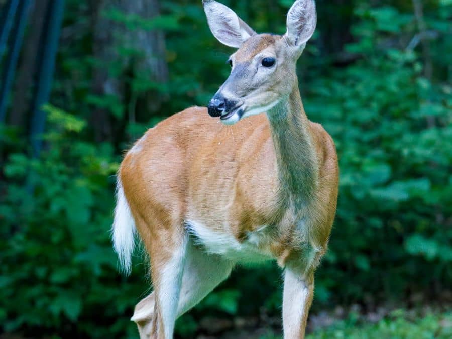 Common Wildlife in the Blue Ridge Mountains-White Tailed Deer