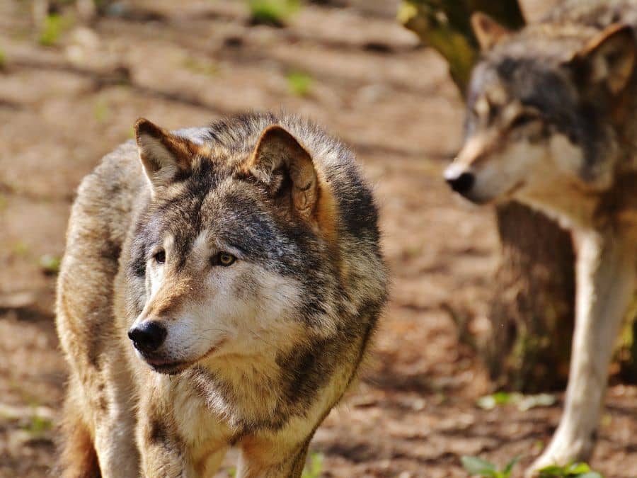 Rare and Endangered Species in the Blue Ridge-Red Wolf