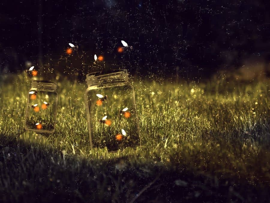 Fireflies: The Magical Light Show of the Nighttime Forest