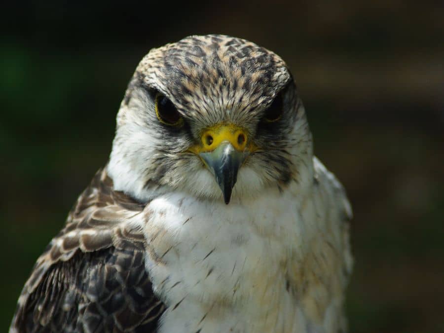 Rare and Endangered Species in the Blue Ridge-Peregrine Falcons